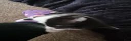 Domestic Shorthair cats for sale: Gorgeous tuxedo and mixed litter - Advert 27