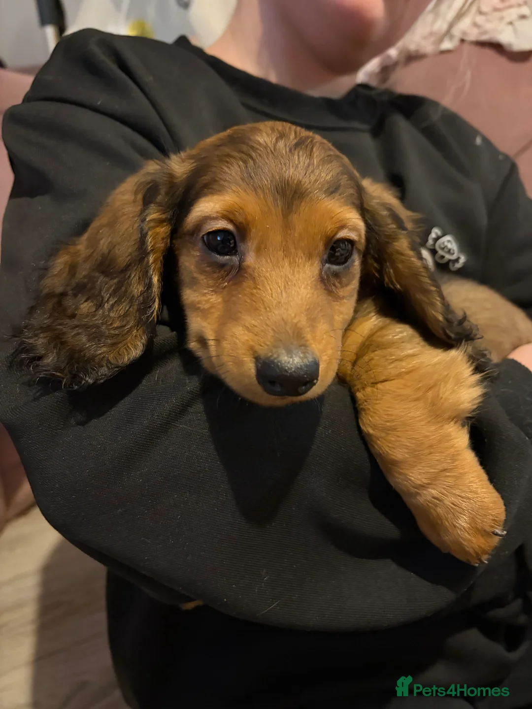 Dachshund dogs for sale: Dachshund puppies  in Sandbach - Advert 28
