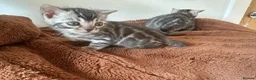 Bengal cats for sale: Rare Silver Grey Marbled Bengal TICA Kittens  - Advert 13