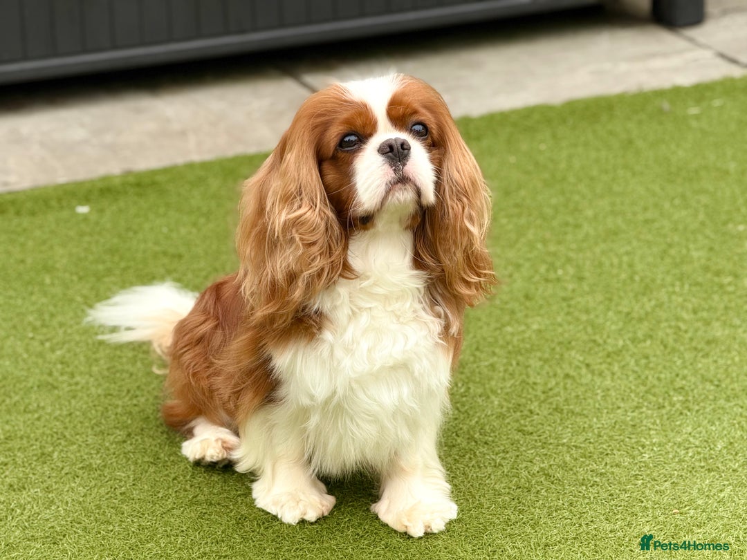 Cavalier King Charles Spaniel dogs for stud: KC Reg Health Tested Excellent Pedigrees for STUD in Nottingham - Image 40