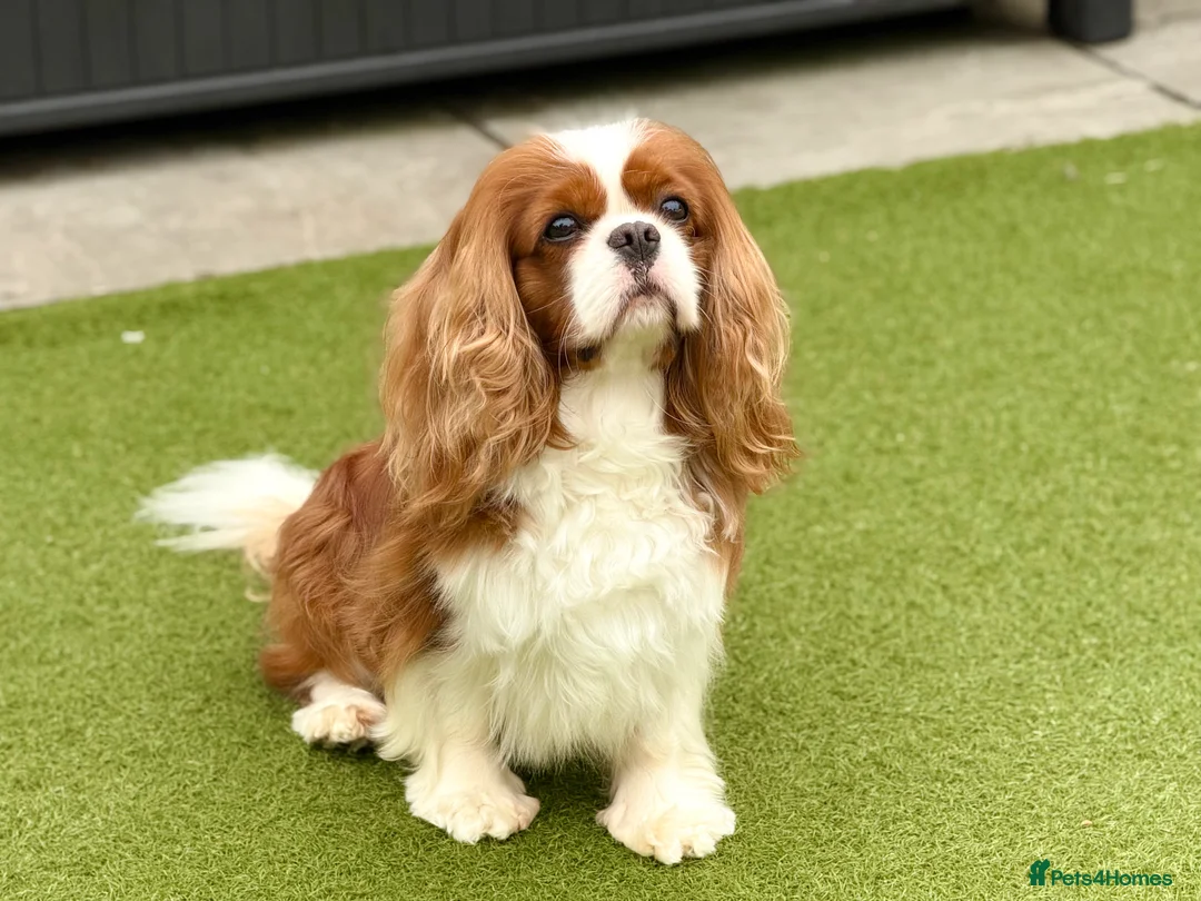 Cavalier King Charles Spaniel dogs for stud: KC Reg Health Tested Excellent Pedigrees for STUD in Nottingham - Advert 39