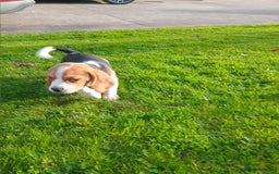 Beagle dogs for sale: Genuine Foot Beagles - Image 3