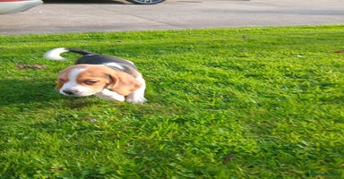 Beagle dogs - Advert 2
