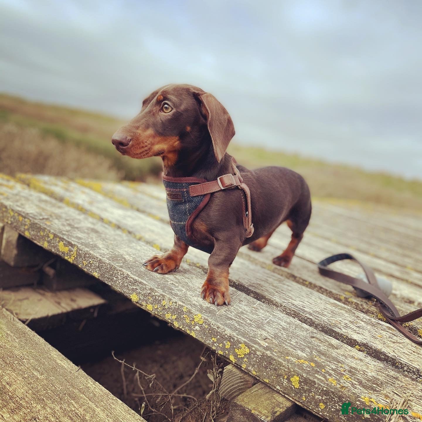 Miniature Dachshund dogs Chocolate and tan miniature Dachshund  in Spalding - Advert 4