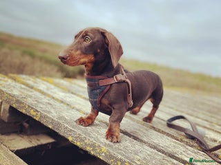 Miniature Dachshund dogs in Spalding - Advert 36