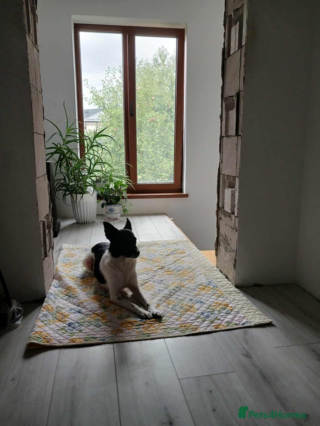 Mixed Breed dogs for adoption: 💖🐶 ELZA 🐶💖 - Image 16