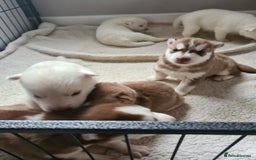 Siberian Husky dogs for sale: Husky puppies - Image 7