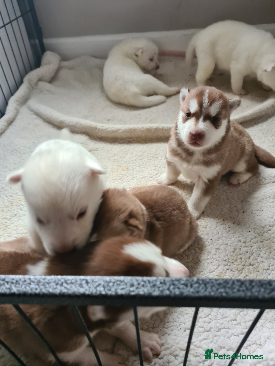 Siberian Husky dogs for sale: Husky puppies - Image 7