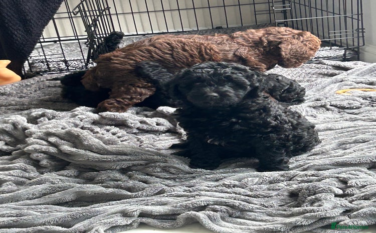 Bernedoodle dogs - Advert 2