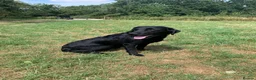 Labrador Retriever dogs for sale: KC reg Working Labrador puppies  - Advert 6