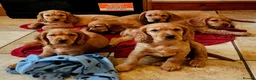 Cocker Spaniel dogs for sale: Cocker Spaniels Ready Now!!!!! - Advert 4