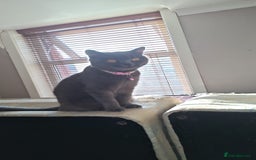 British Shorthair cats for sale: British Shorthair kitten  - Image 15