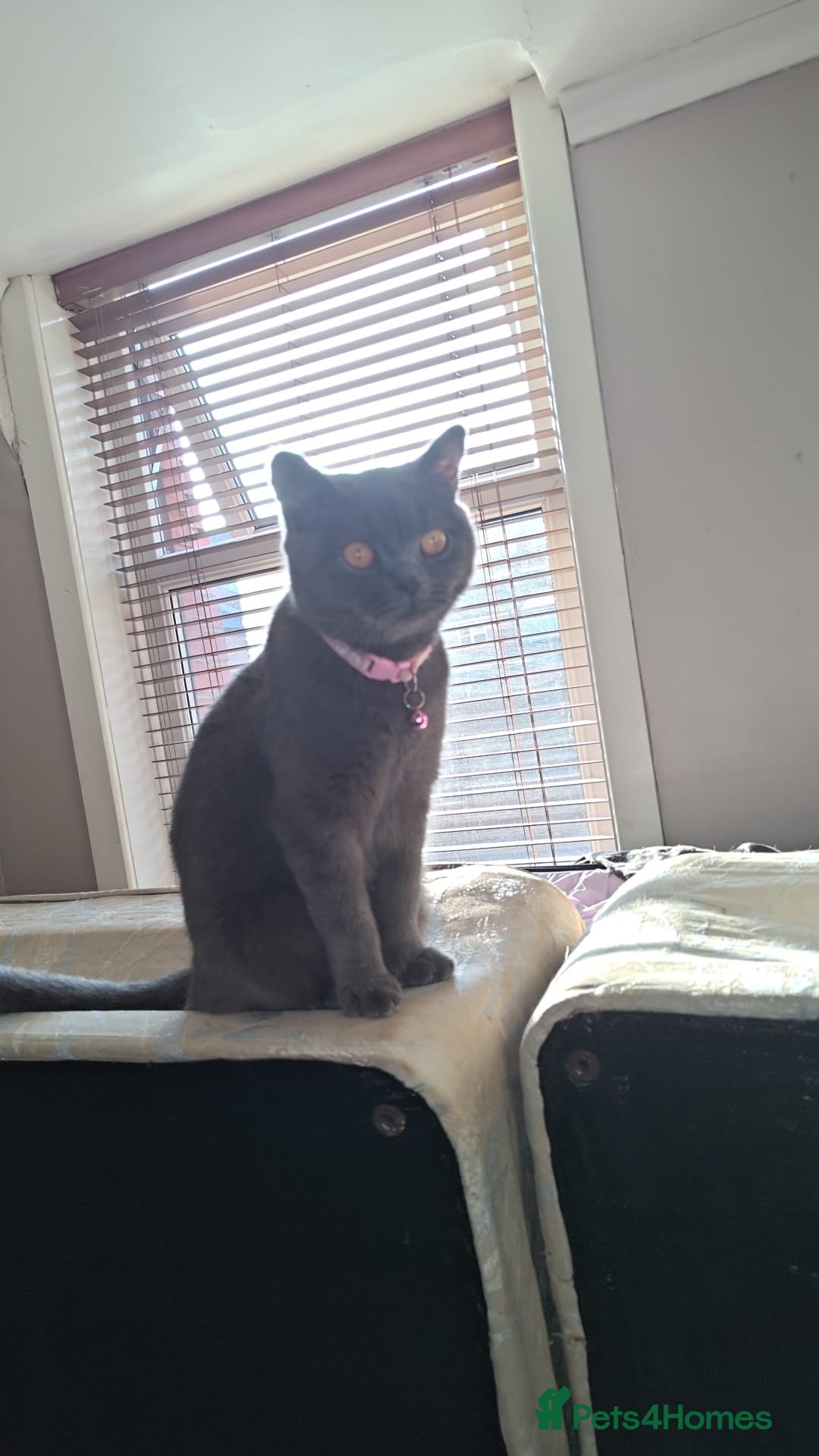British Shorthair cats for sale: British Shorthair kitten  - Image 15