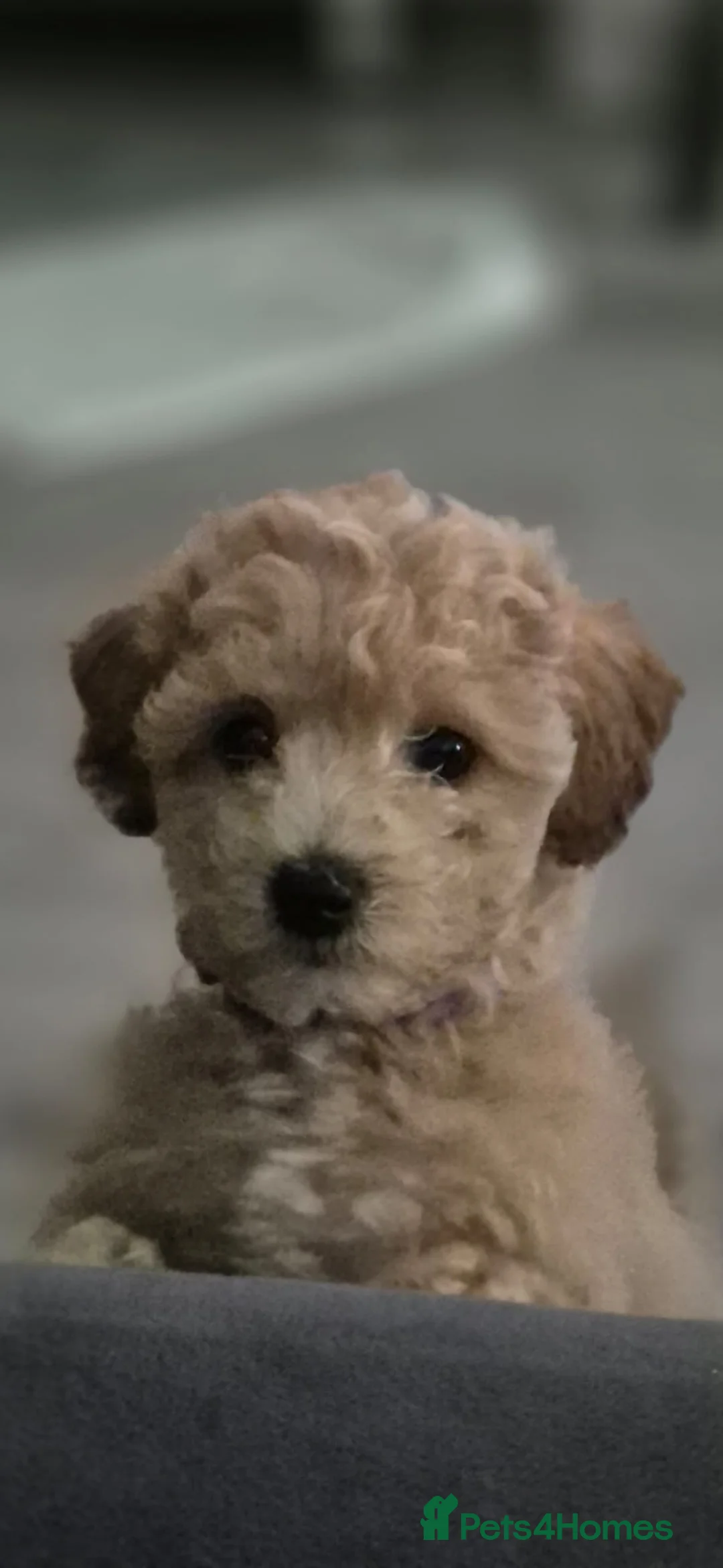 Cavapoochon dogs for sale: *REDUCED*LAST BABY GIRLS LEFT READY TO LEAVE NOW  - Advert 7