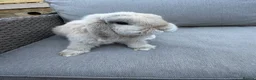 Mini Lop rabbits for sale: beige mini lop in Colne - Advert 4