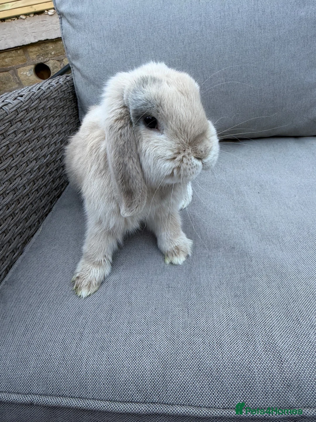 Mini Lop rabbits for sale: beige mini lop in Colne - Advert 4