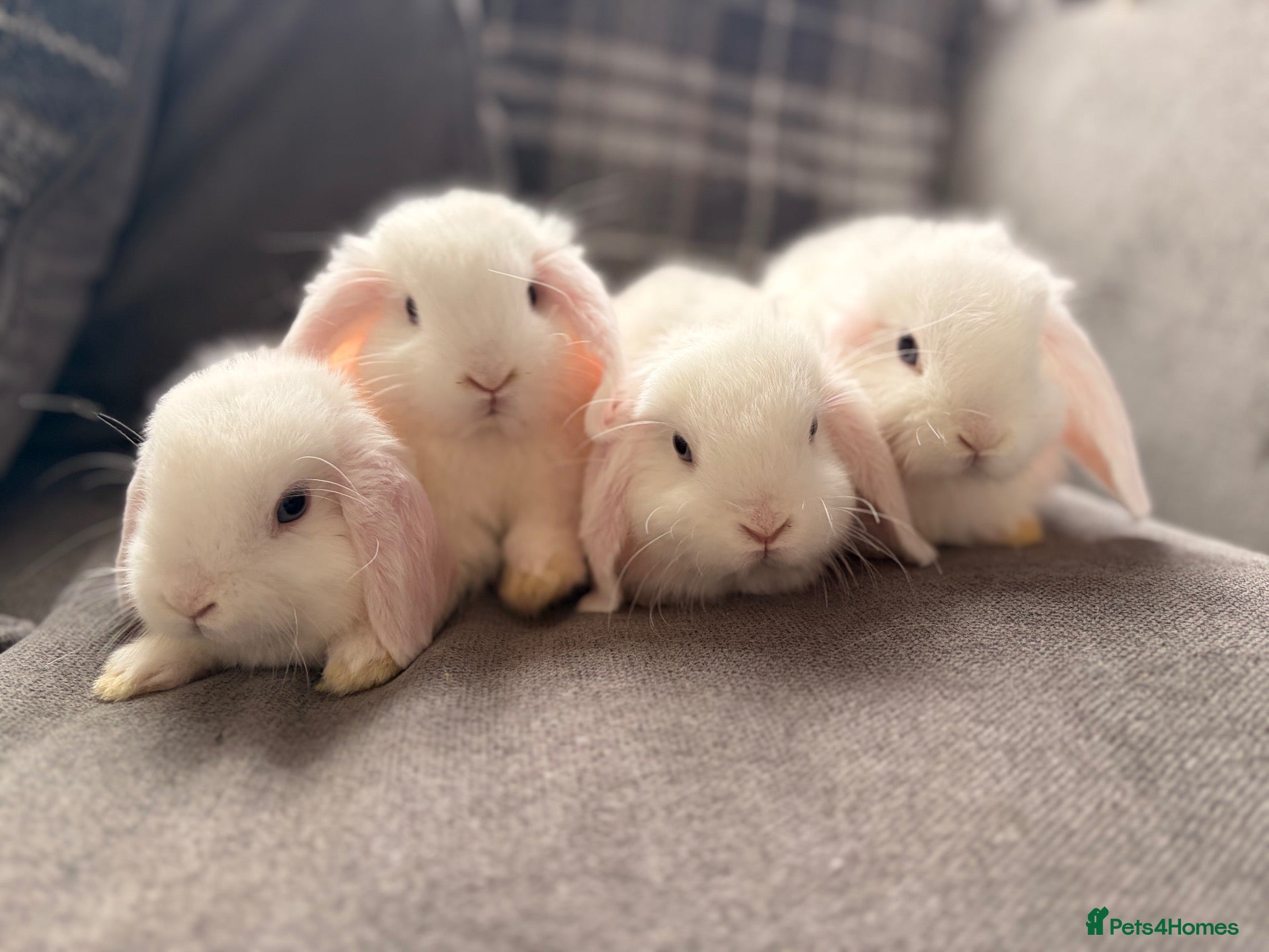 Mini Lop rabbits Mini lop babies (dates wrong 8weeks old) - Advert 2