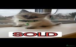 Ragdoll cats for sale: The Last Adorable Girl Ragdoll - Image 9