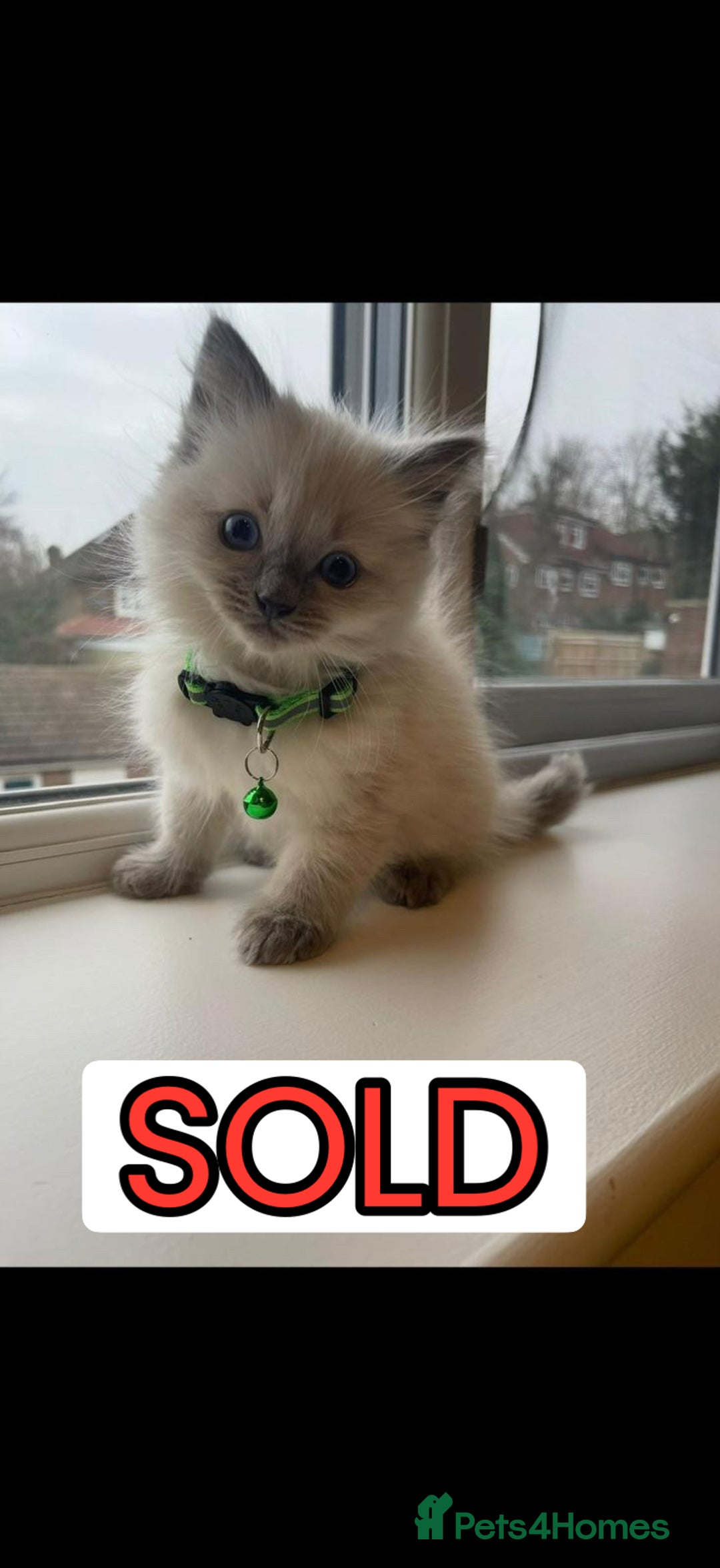 Ragdoll cats for sale: The Last Adorable Girl Ragdoll - Image 9