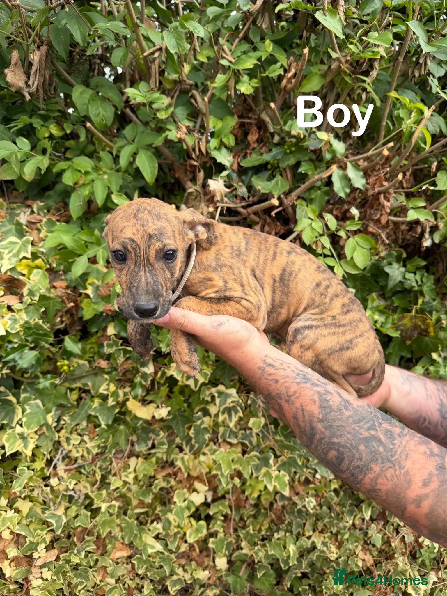 Mixed Breed dogs Lurcher cross puppies  - Advert 1