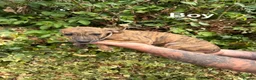 Mixed Breed dogs for sale: Lurcher cross puppies  in Barnsley - Advert 1