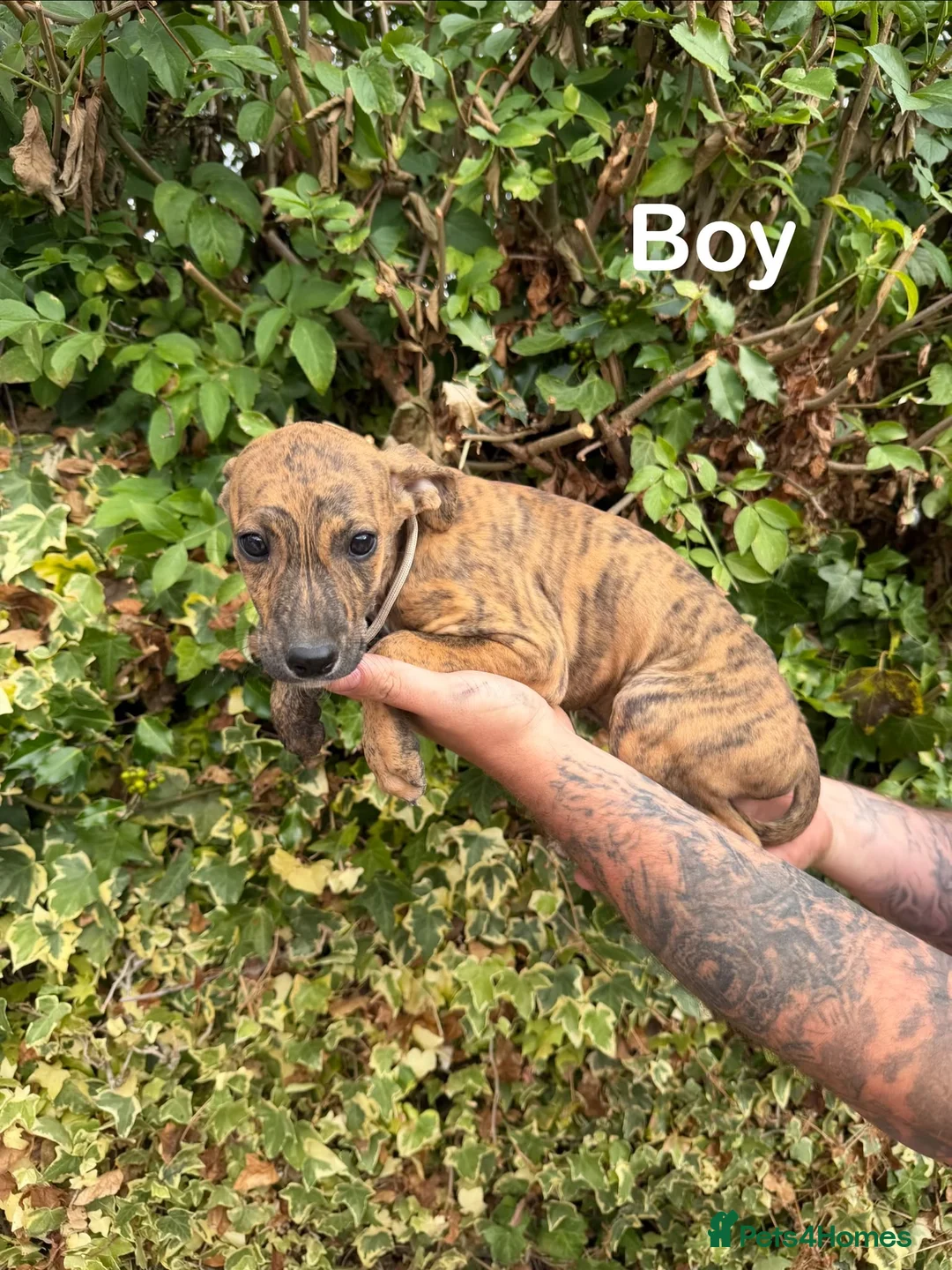 Mixed Breed dogs for sale: Lurcher cross puppies  in Barnsley - Advert 1