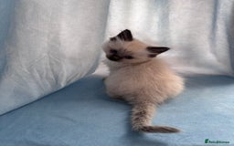 Ragdoll cats for sale: Loving Ragdoll Kittens  - Image 10