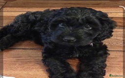 Cockapoo dogs for sale: Cockapoo vet checked ready to leave - Image 2