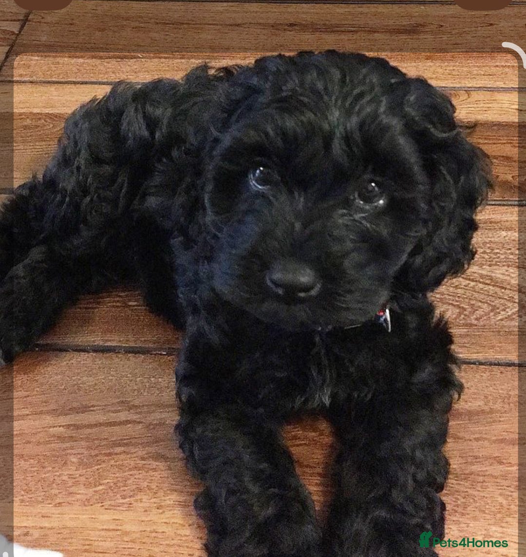 Cockapoo dogs for sale: Cockapoo vet checked ready to leave - Image 2