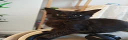 Mixed Breed cats for sale: Pretty female kitten - Advert 1