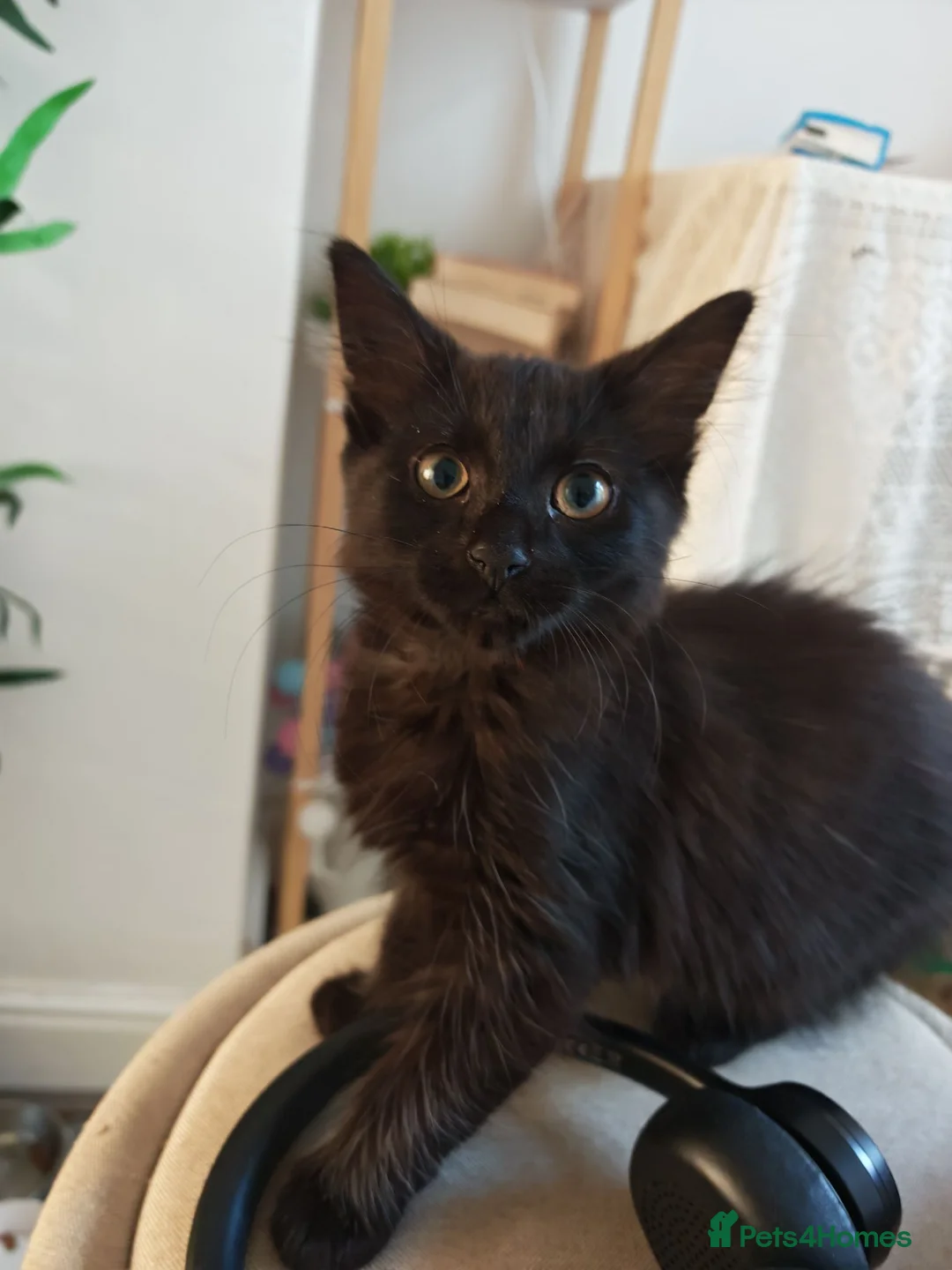 Mixed Breed cats for sale: Pretty female kitten - Advert 1