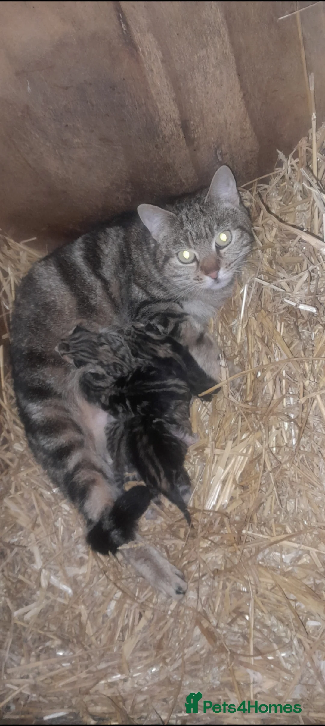 Bengal cats for sale: Bengal kittens  - Advert 6