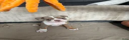 Olde English Bulldogge dogs for sale: Olde English bulldog puppies  - Advert 6