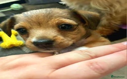 Mixed Breed dogs for sale: Beautiful YorkieRussell pups for sale! Small size  - Image 2
