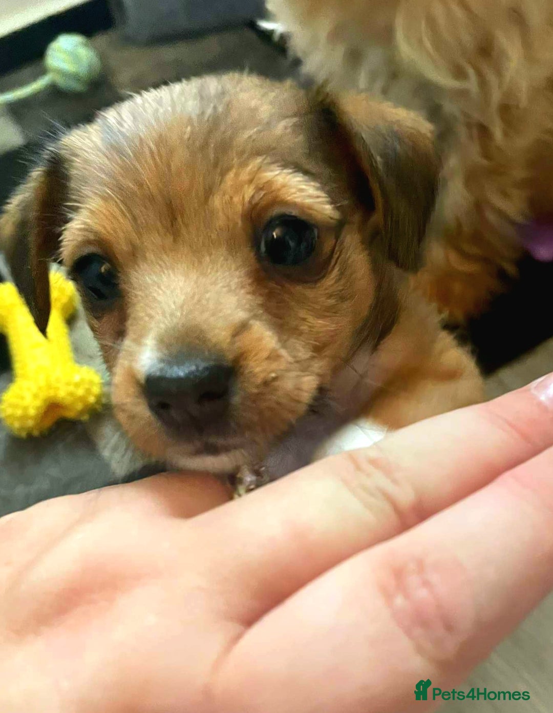 Mixed Breed dogs for sale: Beautiful YorkieRussell pups for sale! Small size  - Image 2