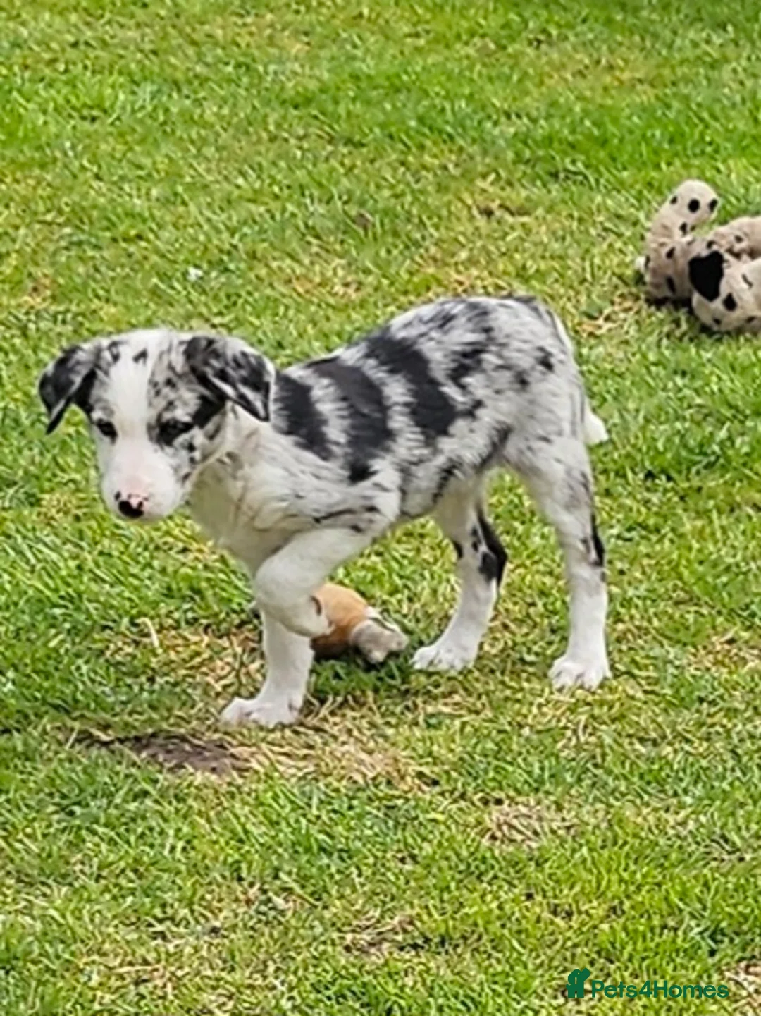 Border Collie dogs for sale: Beautiful Blue Merle Border Collie pups - Advert 2