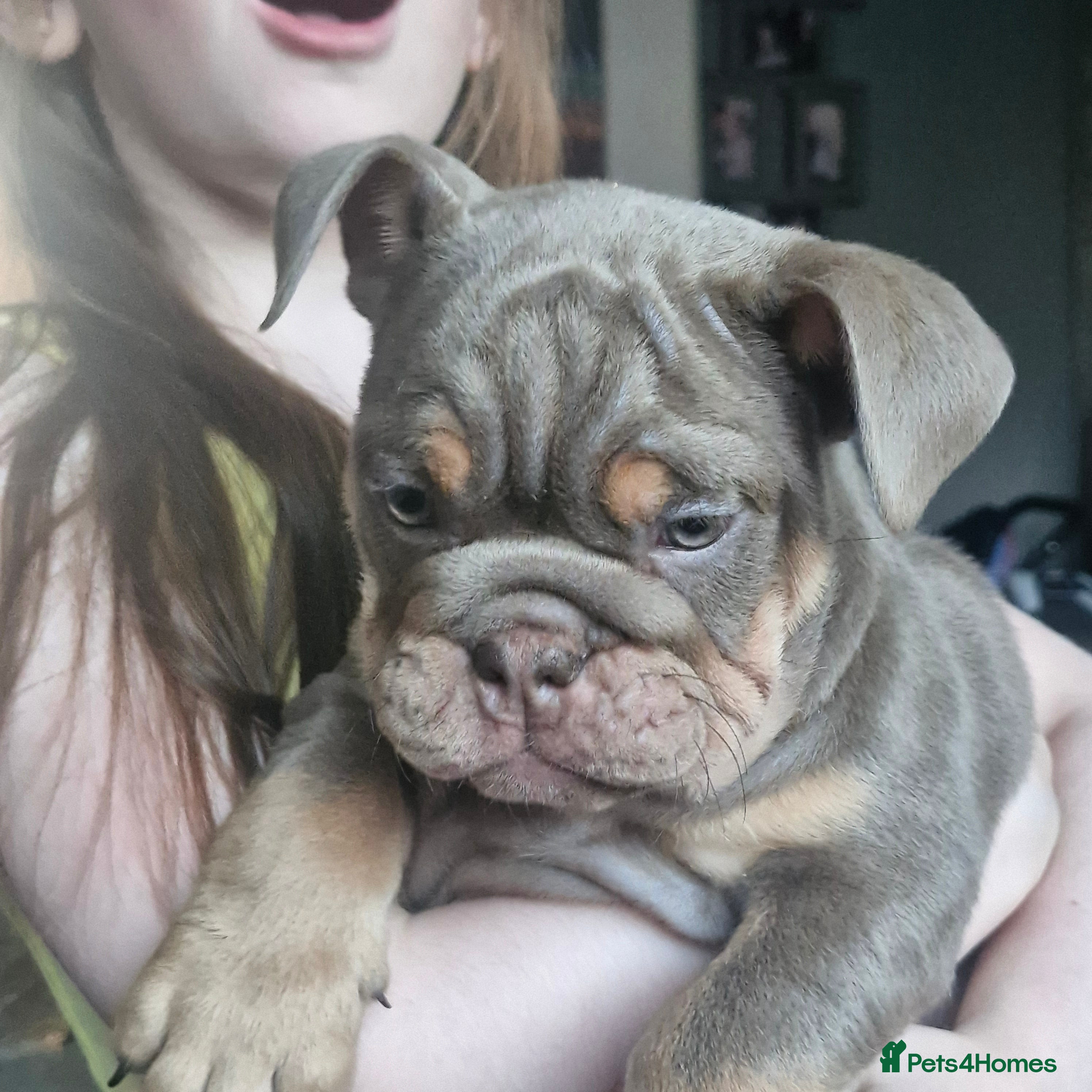 English Bulldog dogs READY TO LEAVE KC REG BLUE TRI ENGLISH BULLDOGS  - Advert 1