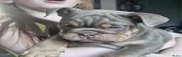 English Bulldog dogs for sale: READY TO LEAVE KC REG BLUE TRI ENGLISH BULLDOGS  - Advert 2