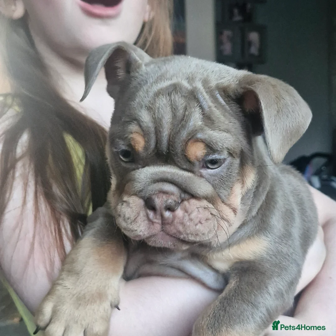 English Bulldog dogs for sale: READY TO LEAVE KC REG BLUE TRI ENGLISH BULLDOGS  - Advert 2
