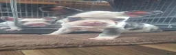 French Bulldog dogs for sale: Stunning Husky Koi French Bulldog Litter - Advert 19