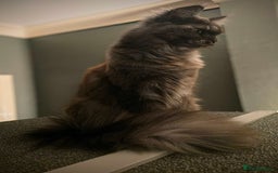 Maine Coon cats for sale: GCCF Maine Coon kittens  - Advert 7