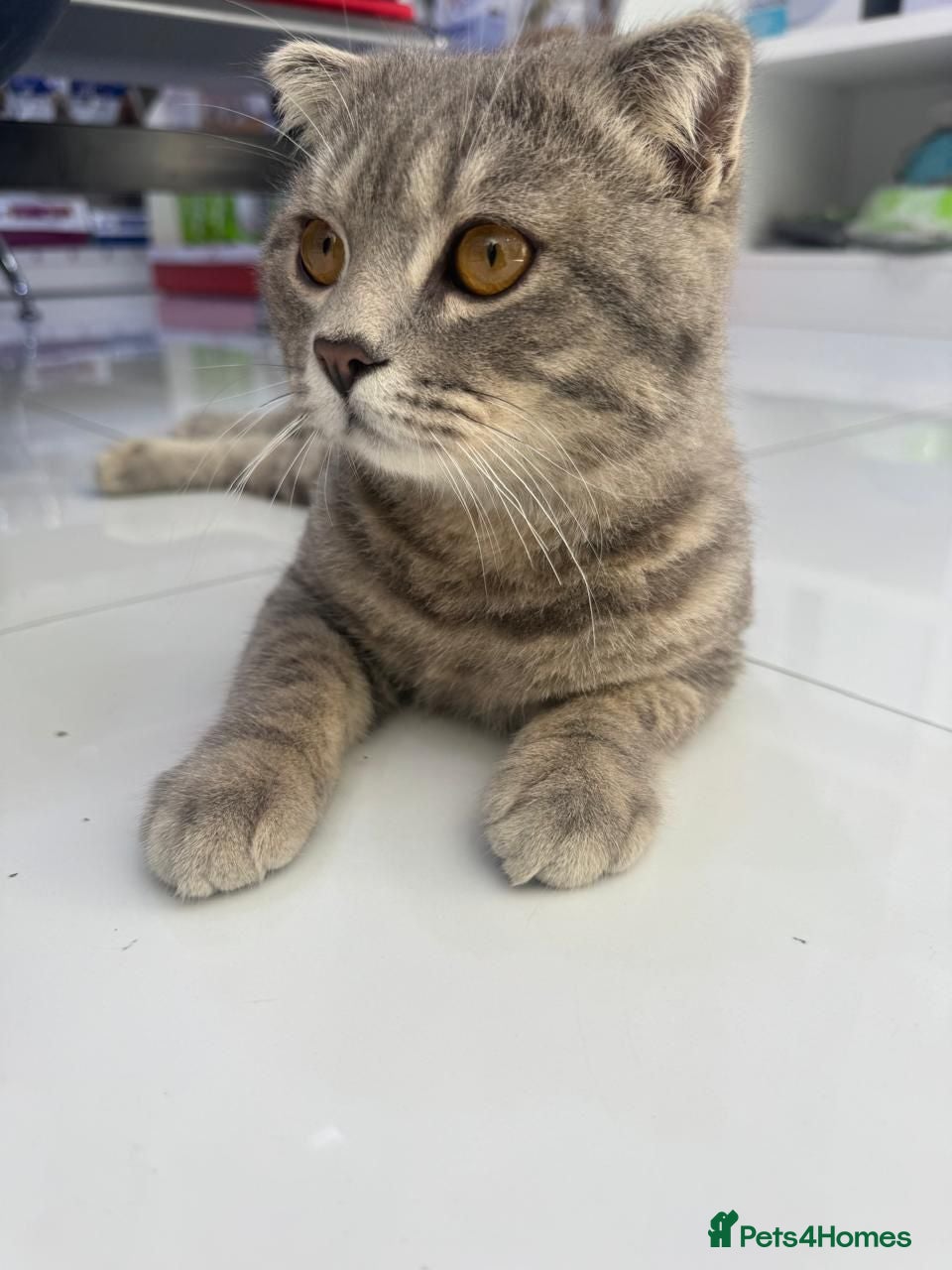 Mixed Breed cats BOB - AMAZING LOOKING KITTEN MIX BSH SCOTTISH ?? - Advert 1