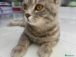 Mixed Breed cats BOB - AMAZING LOOKING KITTEN MIX BSH SCOTTISH ?? - Advert 1