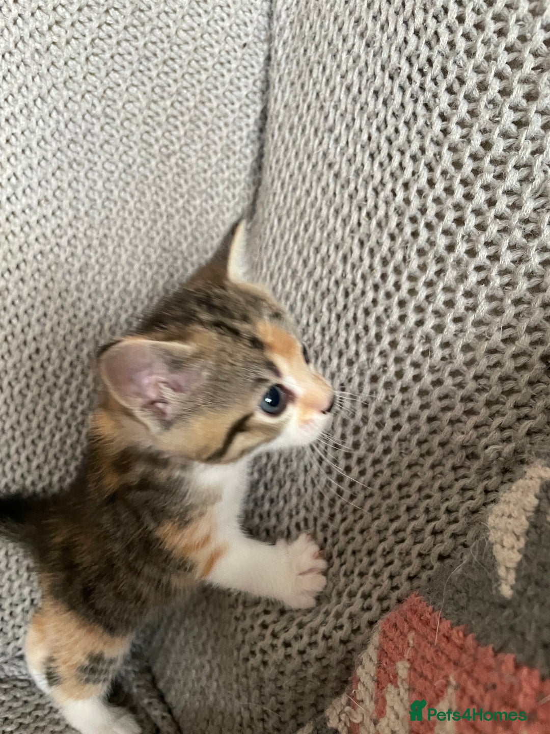 European cats for sale: Beautiful Tabby kittens  - Image 6