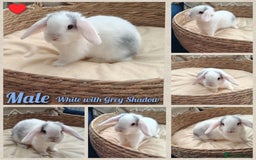 Mini Lop rabbits for sale: Adorable mini lop baby rabbits  - Image 7