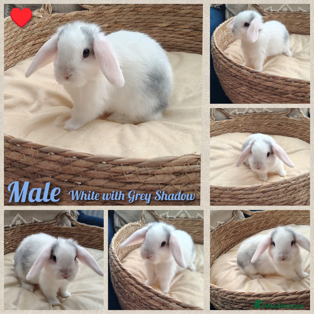 Mini Lop rabbits for sale: Adorable mini lop baby rabbits  - Image 7