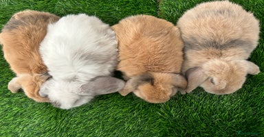 Mini Lop rabbits - Advert 12