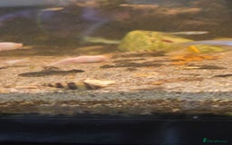 Other/Mixed Breed fish for sale: Assassin snails for sale £2 each or three for £5 - Image 2