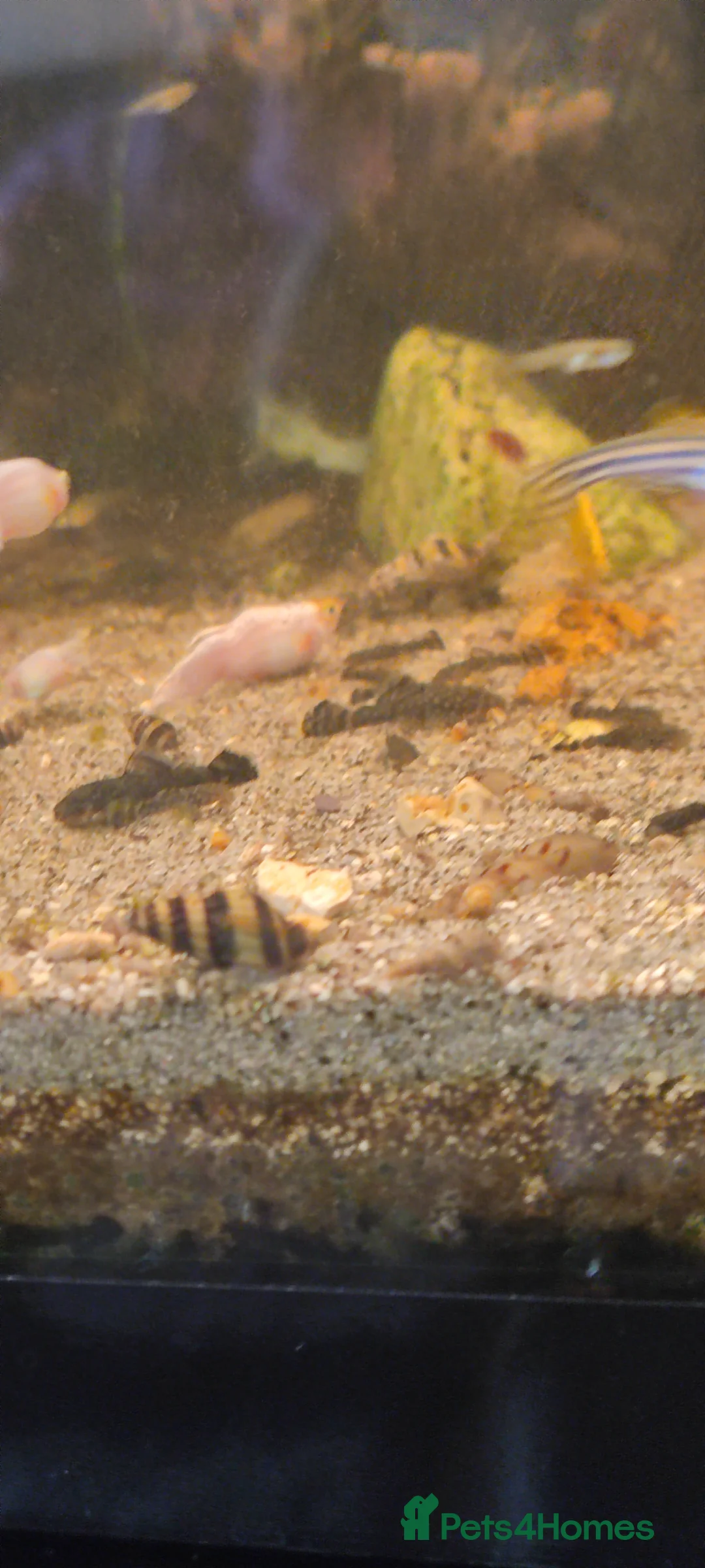 Other/Mixed Breed fish for sale: Assassin snails for sale 6 for £10 - Advert 2
