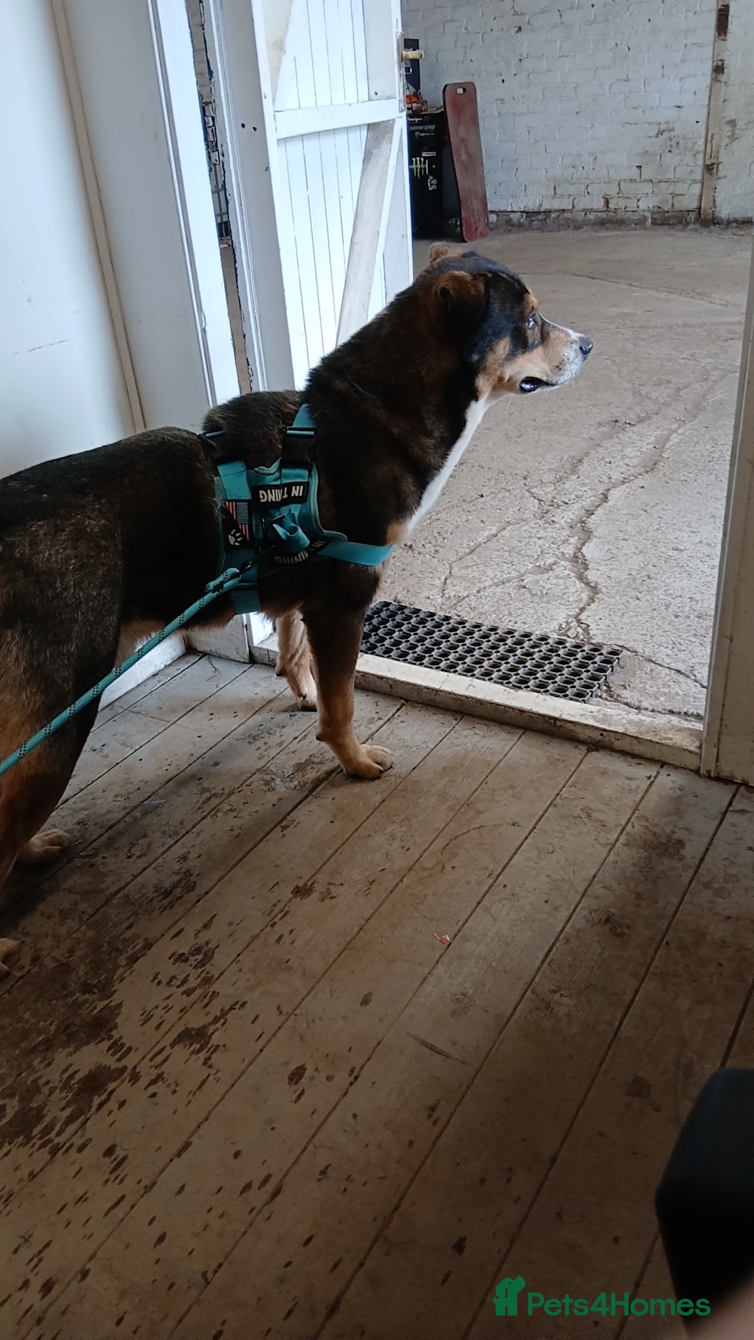 Mixed Breed dogs for sale: Male husky cross - Image 3